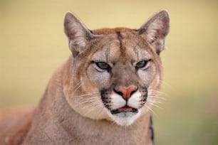 Un primer plano de un león de montaña con un fondo borroso