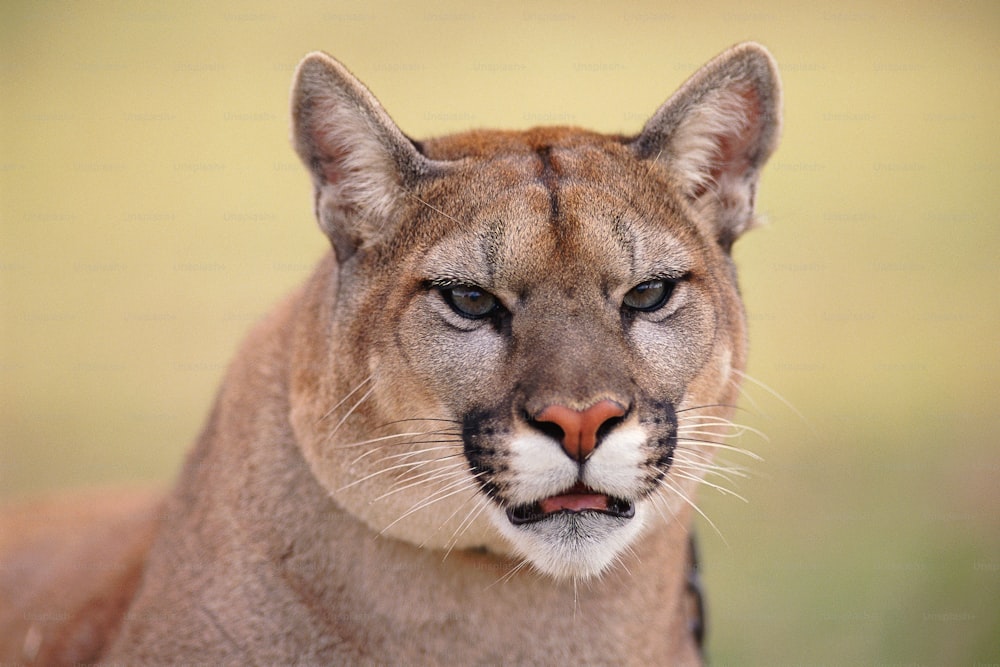 a close up of a mountain lion with a blurry background