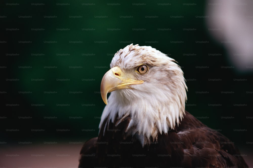 a close up of a bald eagle with a green background