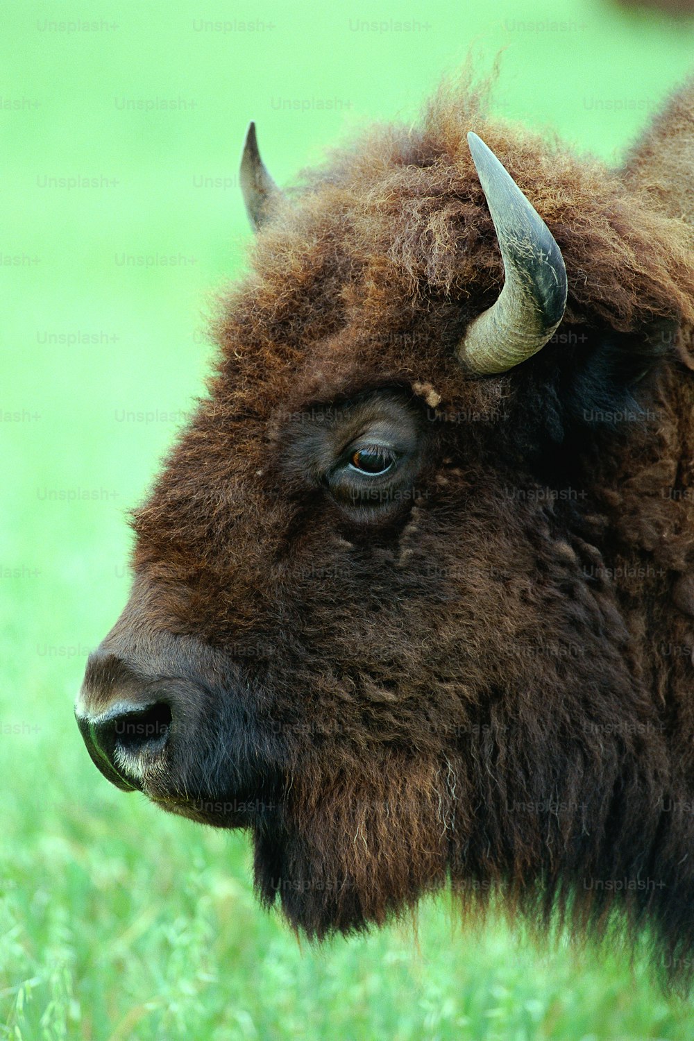 Un primo piano di un bisonte in un campo d'erba
