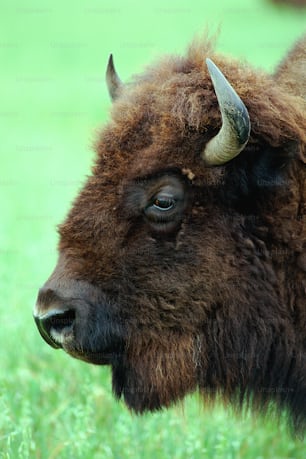 a close up of a bison in a field of grass