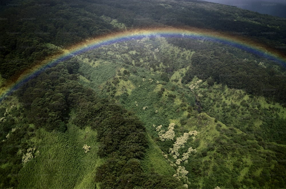 a rainbow in the sky over a lush green forest