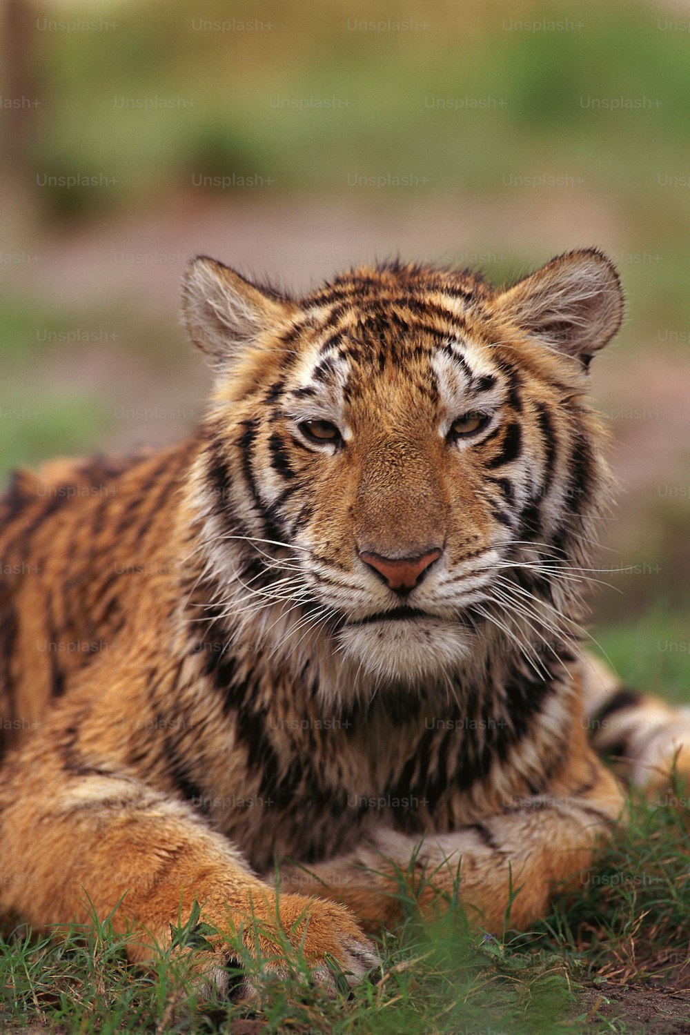 a tiger is laying down in the grass