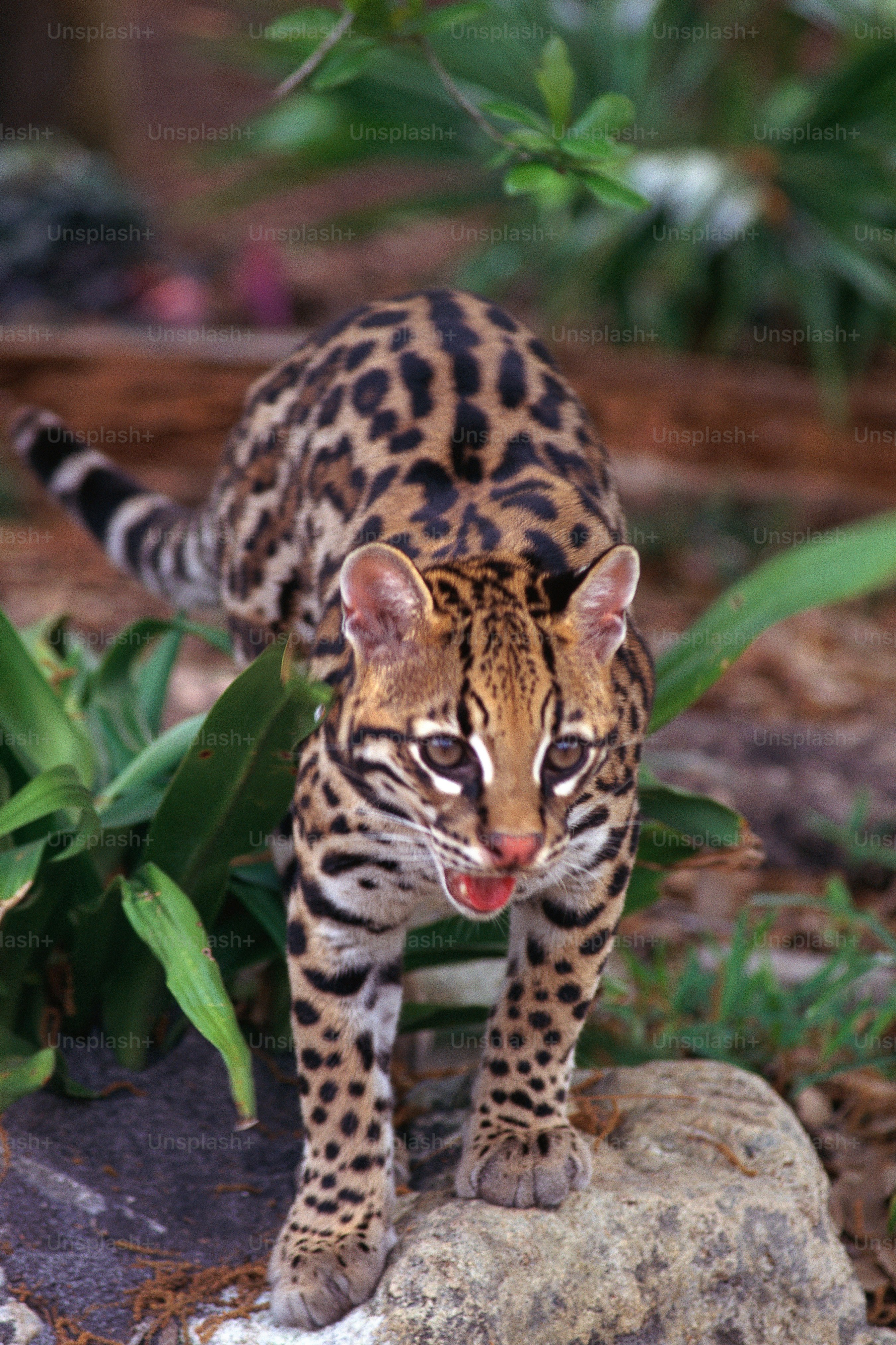 a small tiger walking across a lush green field