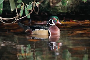 a duck is swimming in the water near a tree