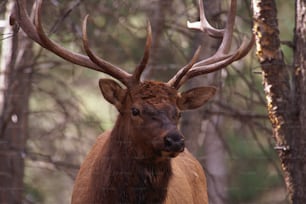 a close up of a deer with antlers on it's head