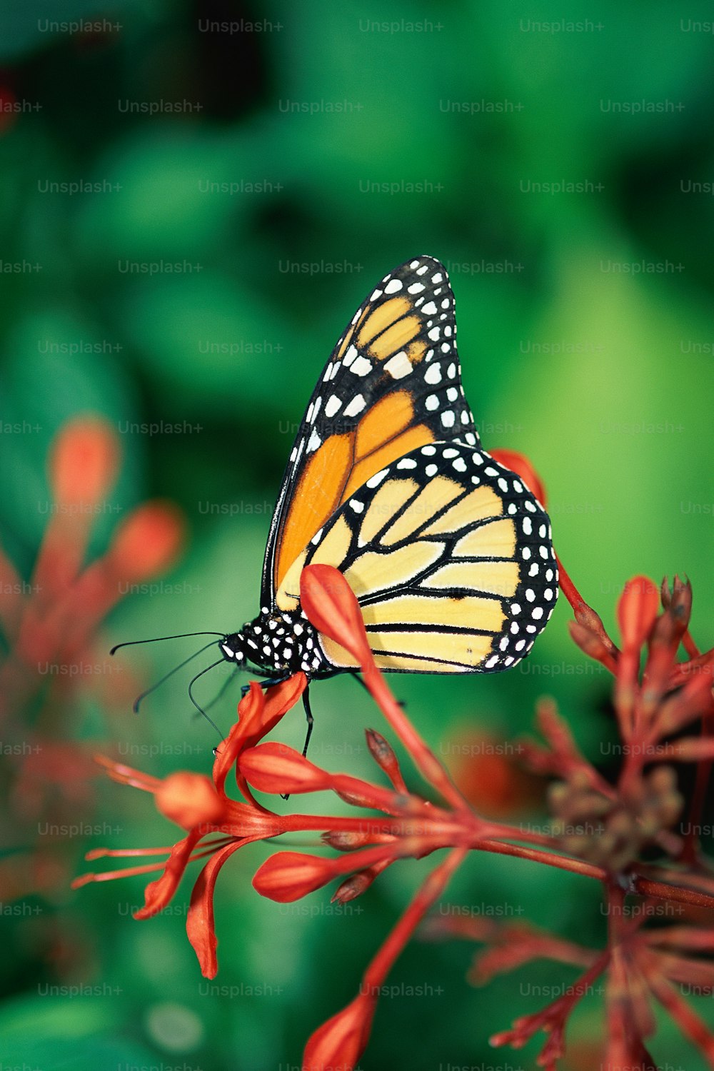 uma borboleta amarela e preta sentada em uma flor vermelha