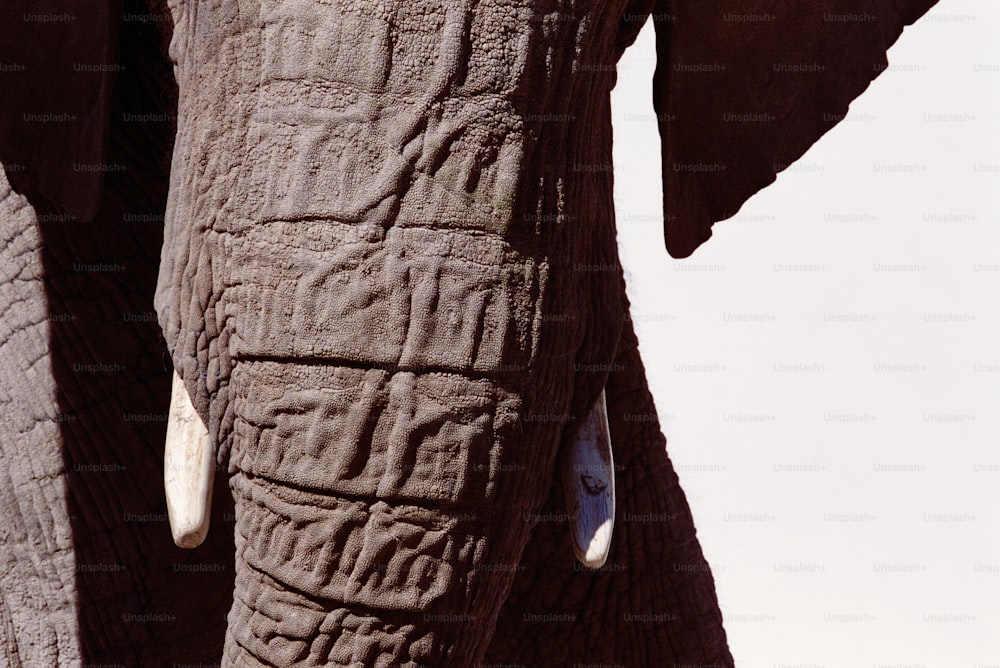 a close up of the face of an elephant