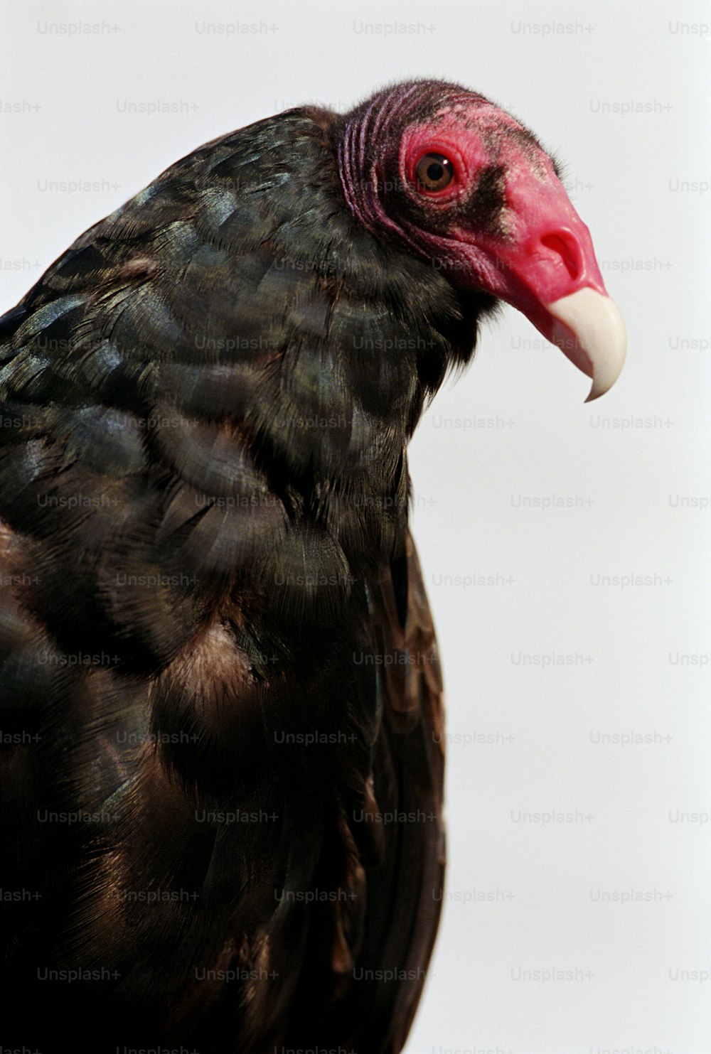 a close up of a black bird with a red beak