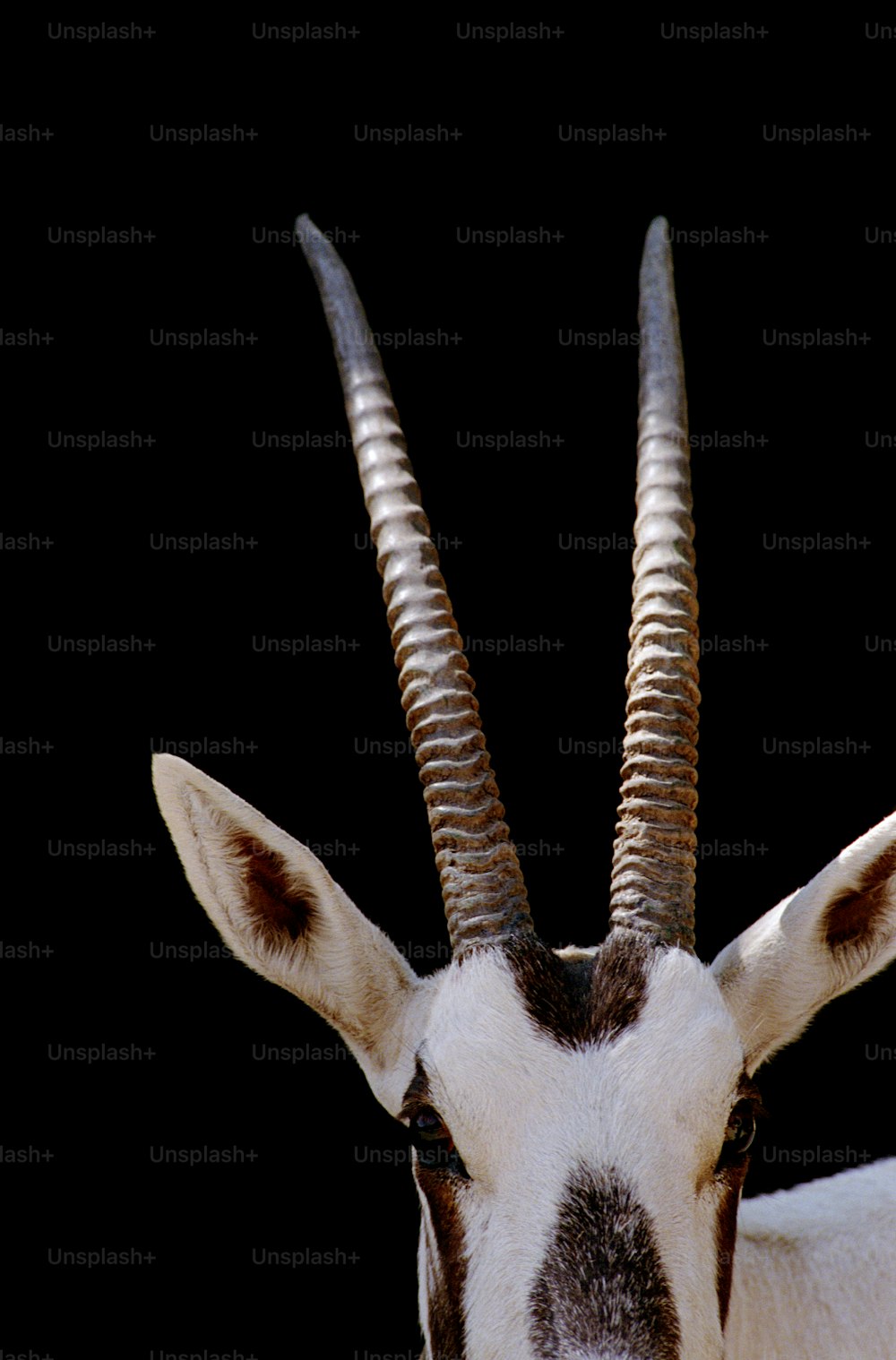Gros plan d’une chèvre avec de très longues cornes