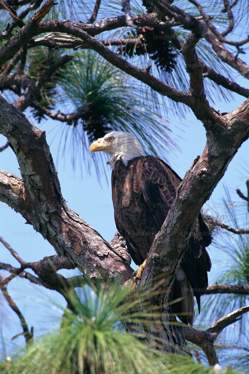 a bald eagle perched in a pine tree