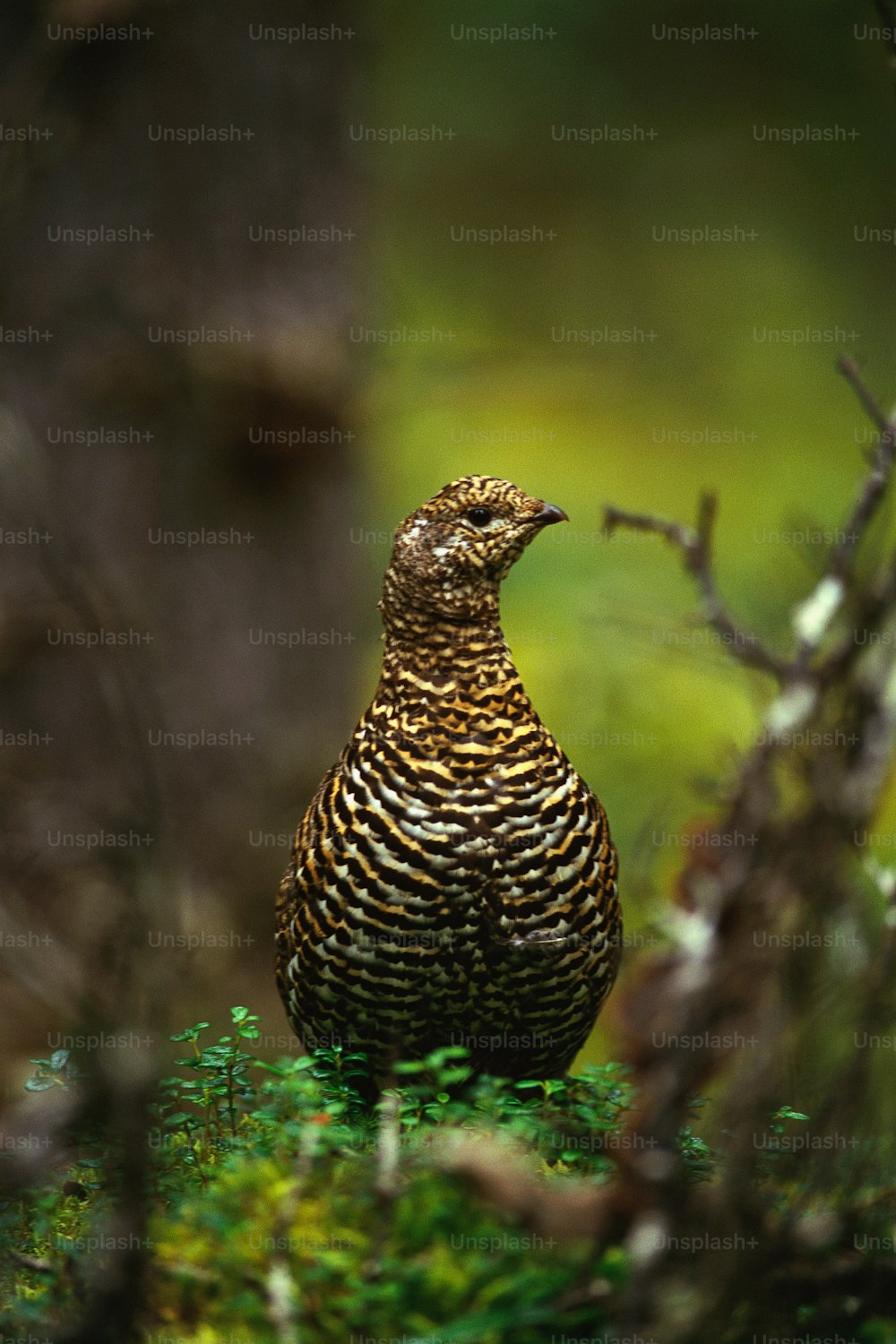 a bird standing on top of a lush green field