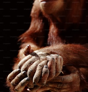 Un primer plano de un mono sosteniendo algo en sus manos