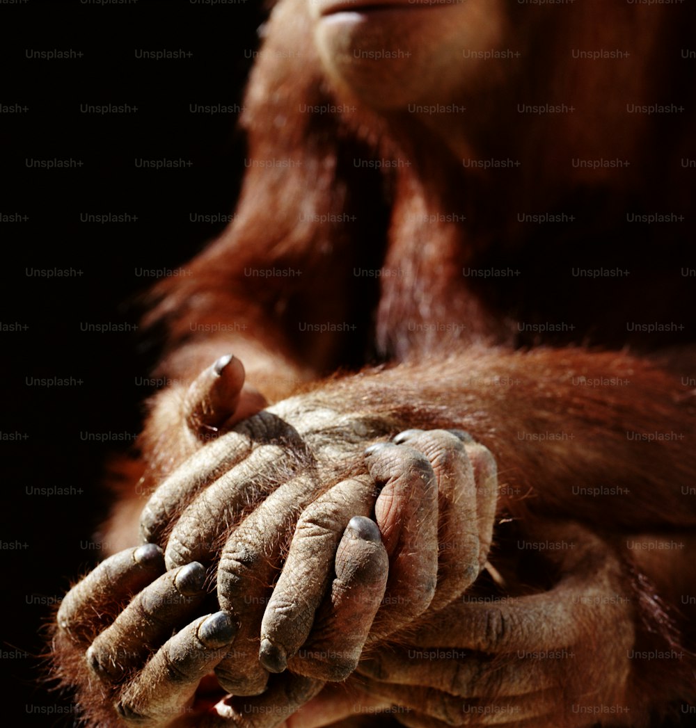 a close up of a monkey holding something in his hands