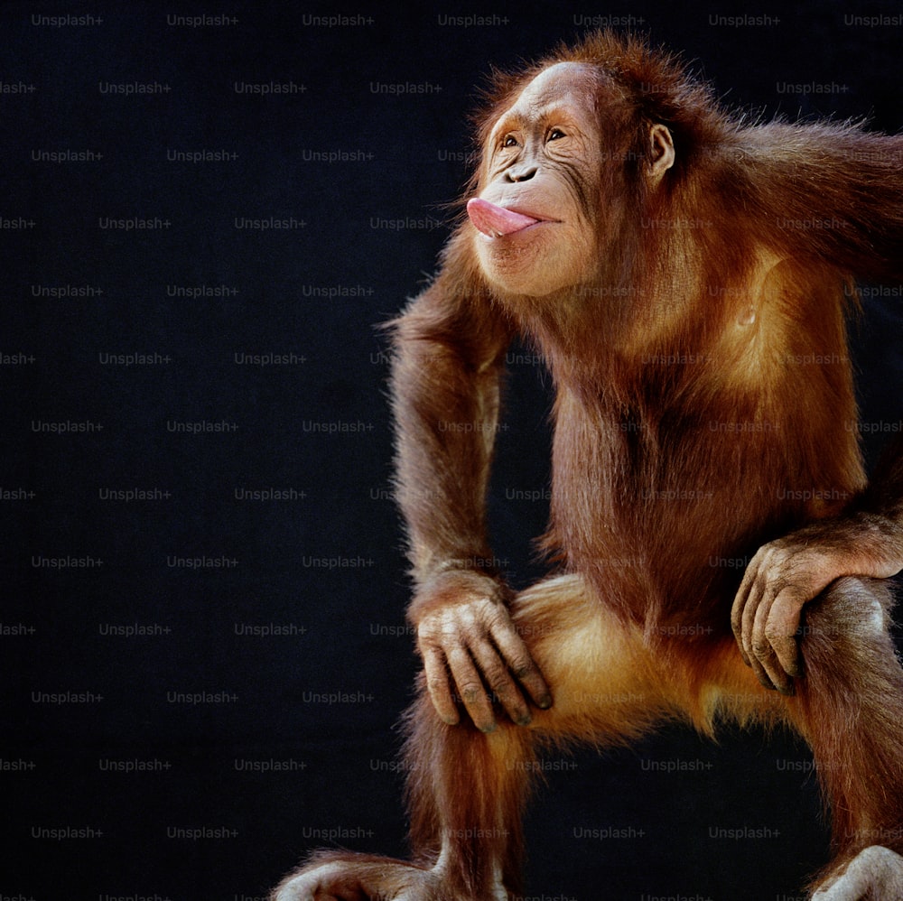 an orangutan with its tongue hanging out