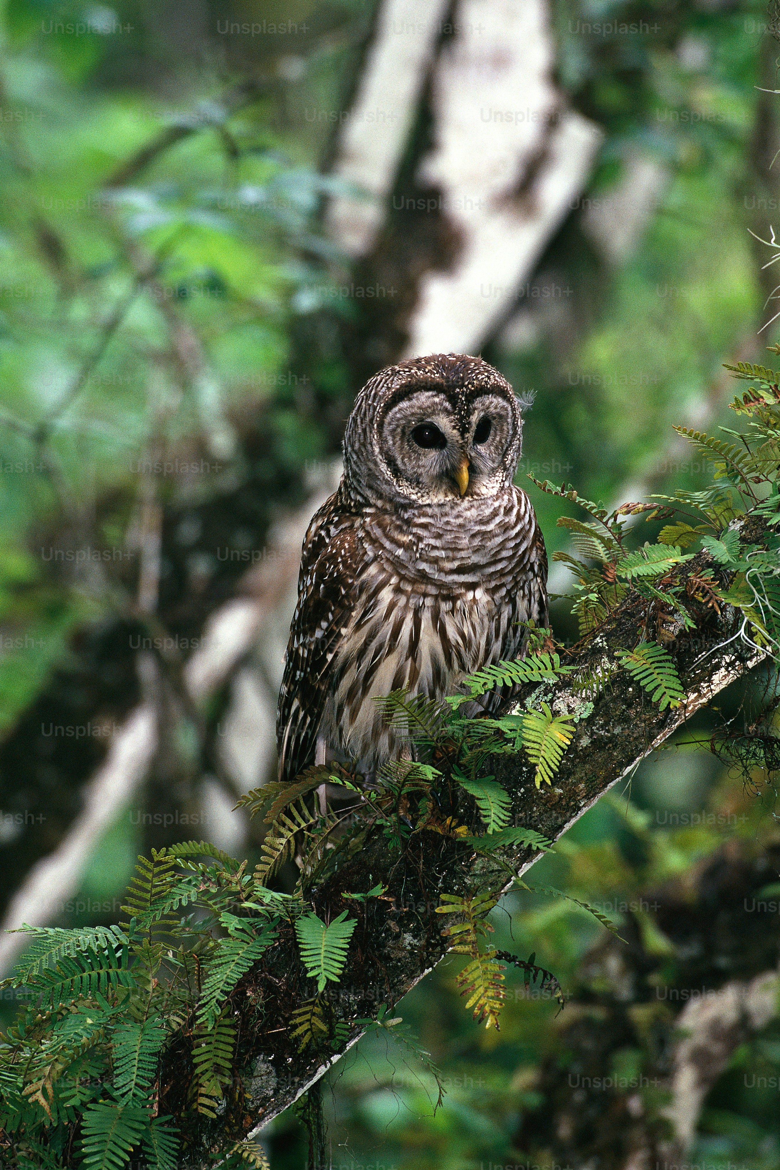 an owl is perched on a tree branch