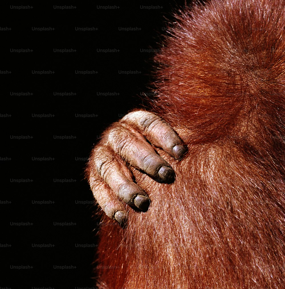 a close up of an oranguel's hand on the back of a
