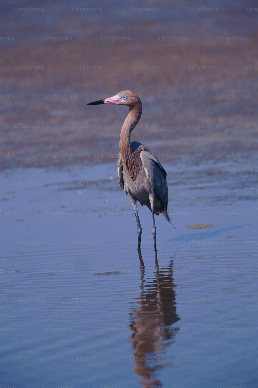 首の長い鳥が水の中に立っている