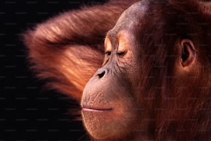 黒い背景を持つ猿の顔の接写