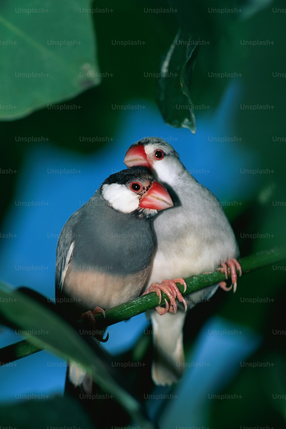 um par de pássaros sentados em cima de um galho de árvore