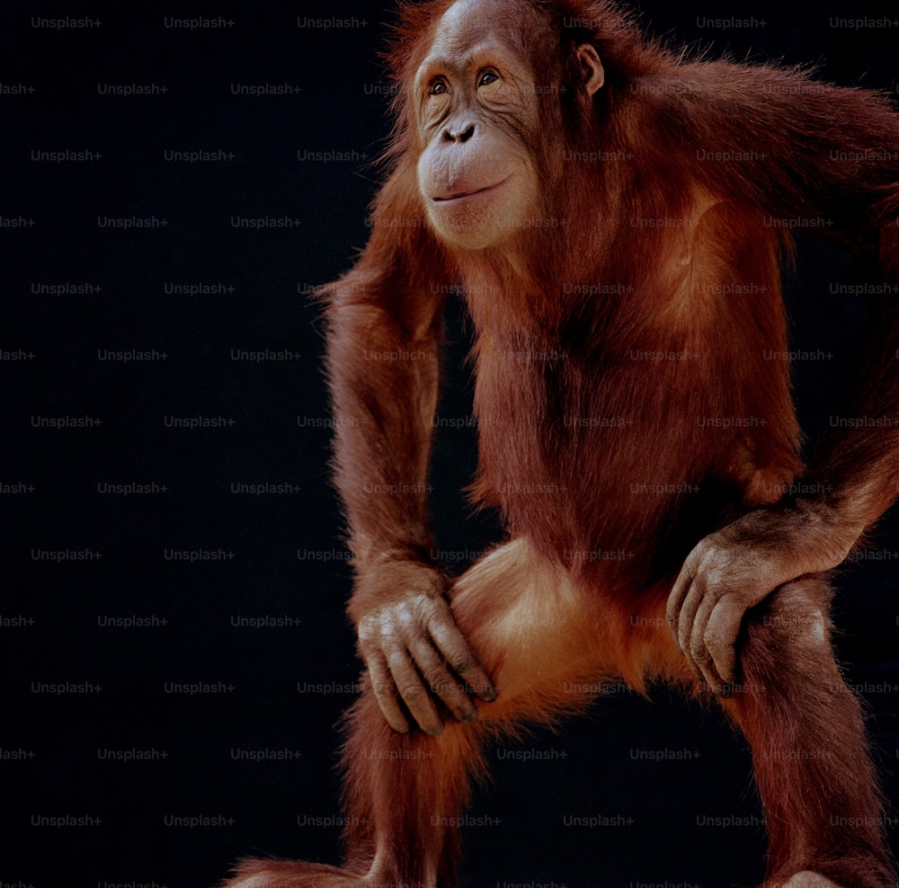 um jovem oranguel sentado em um fundo preto