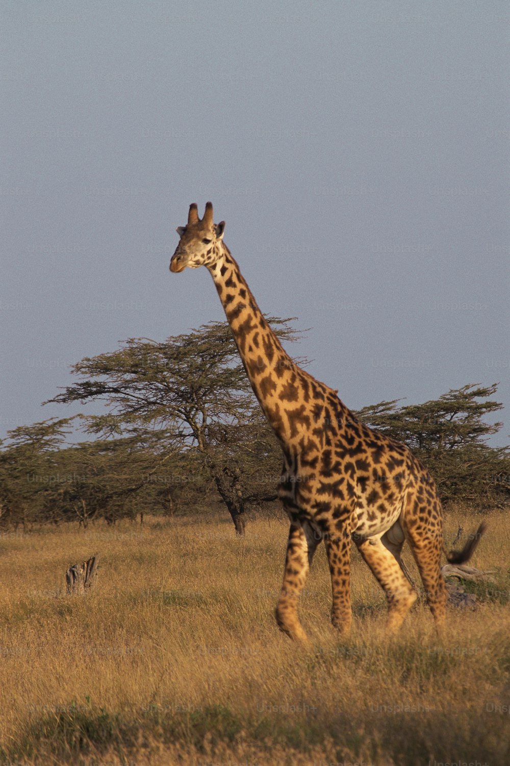 uma girafa está andando por um campo gramado