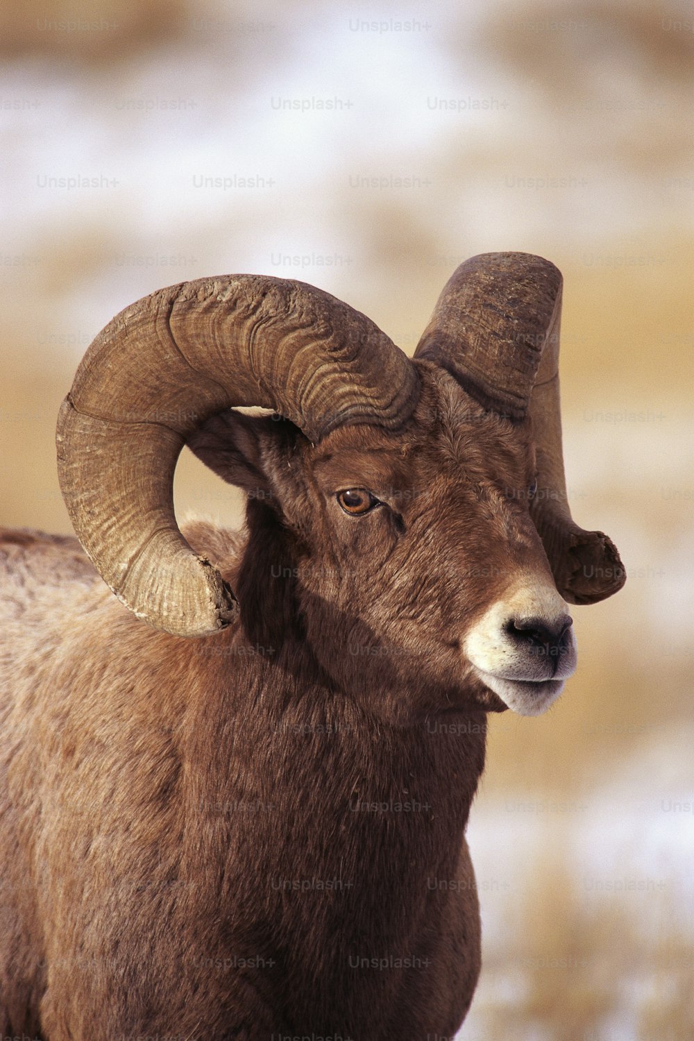 a ram with large horns standing in a field