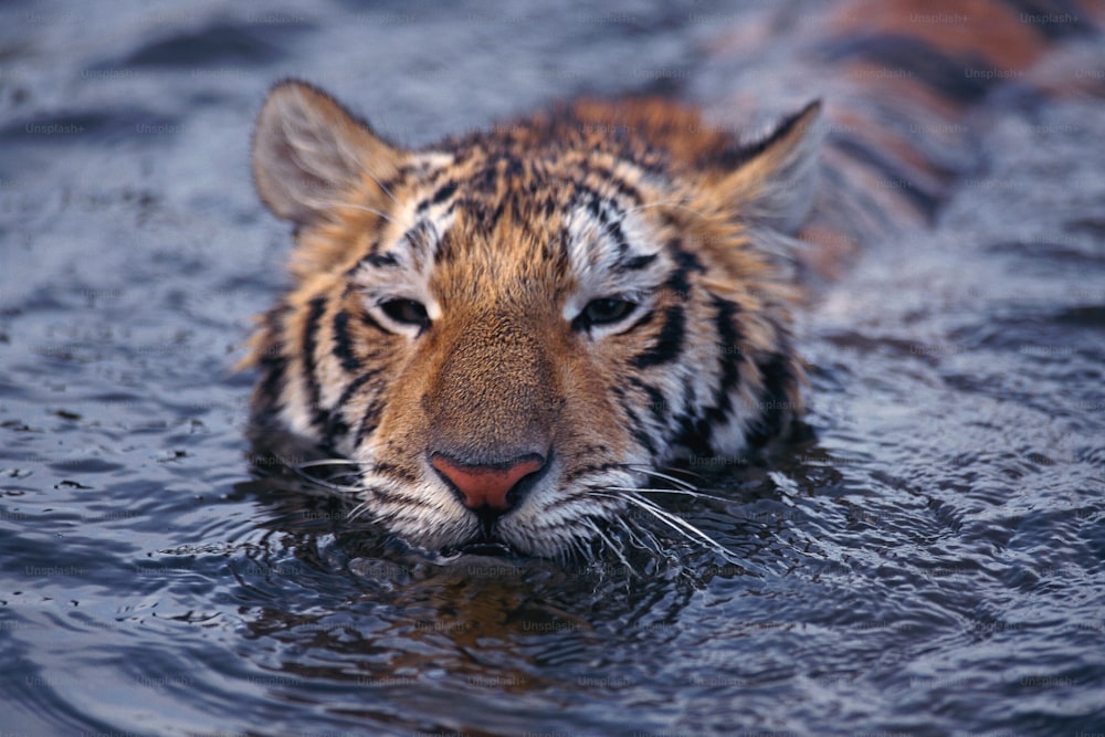 um tigre nadando em um corpo de água