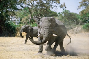 Un par de elefantes que están parados en la tierra