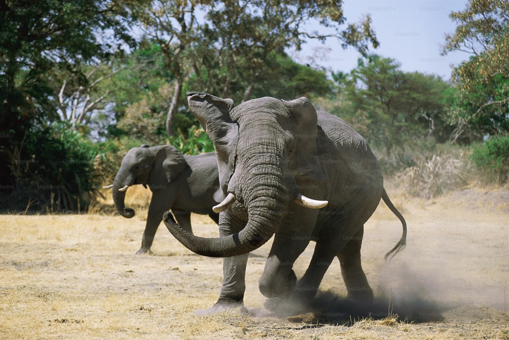 흙 속에 서있는 코끼리 두 마리