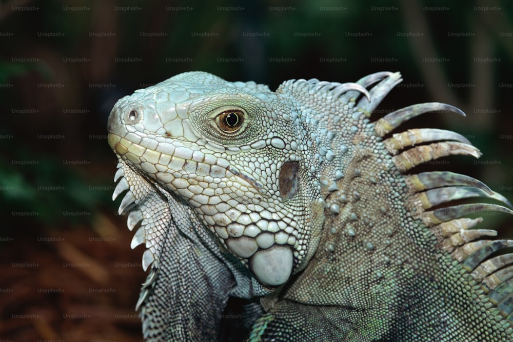 um close up de uma iguana verde em um dia ensolarado
