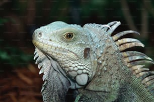 a close up of a green iguana on a sunny day