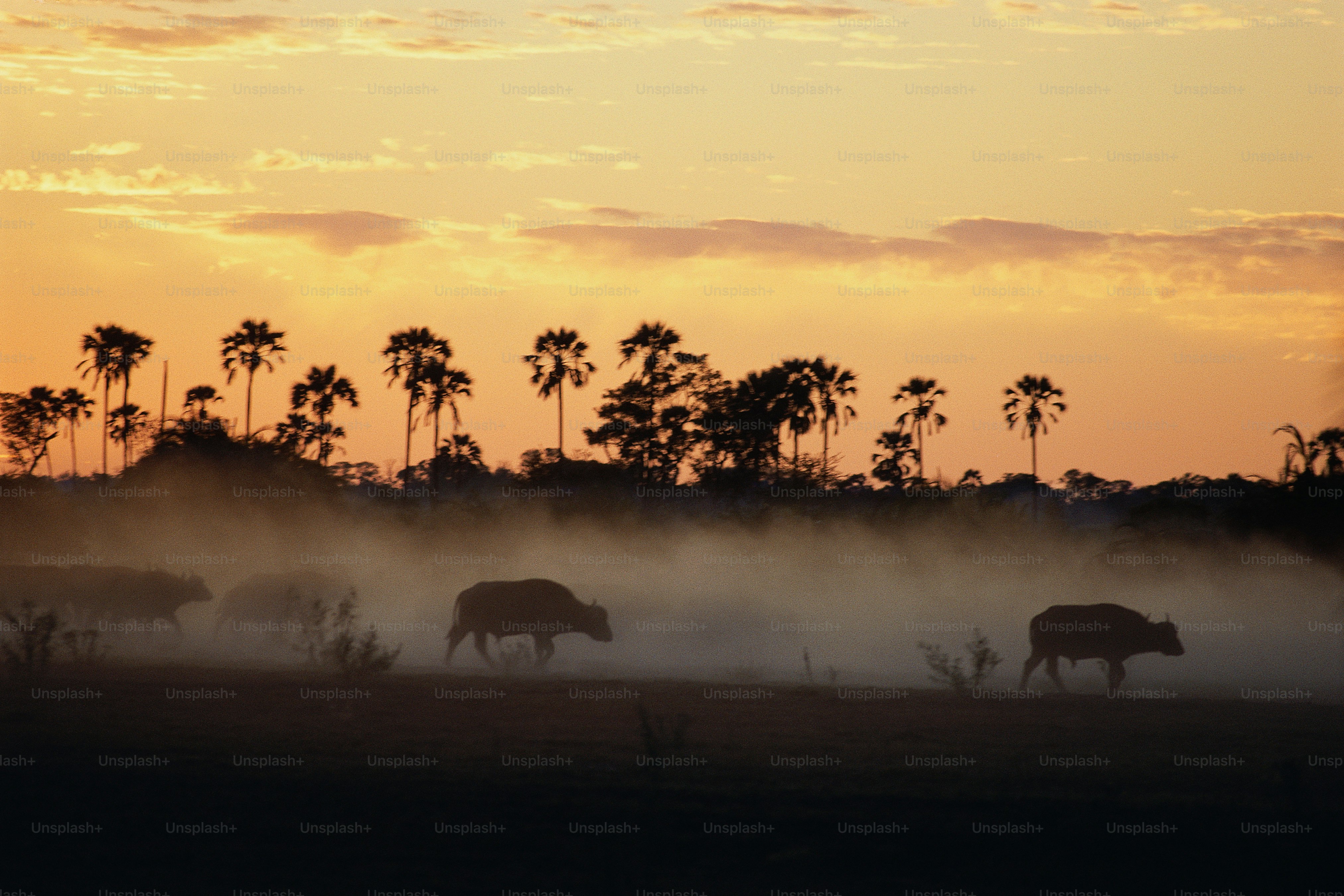 a herd of cattle walking across a grass covered field