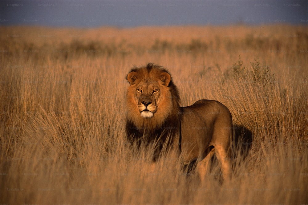 um leão em pé em um campo de grama alta