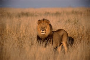 a lion standing in a field of tall grass