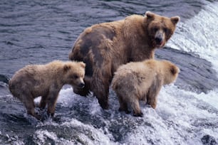 Una mamma orsa e due cuccioli in piedi nell'acqua