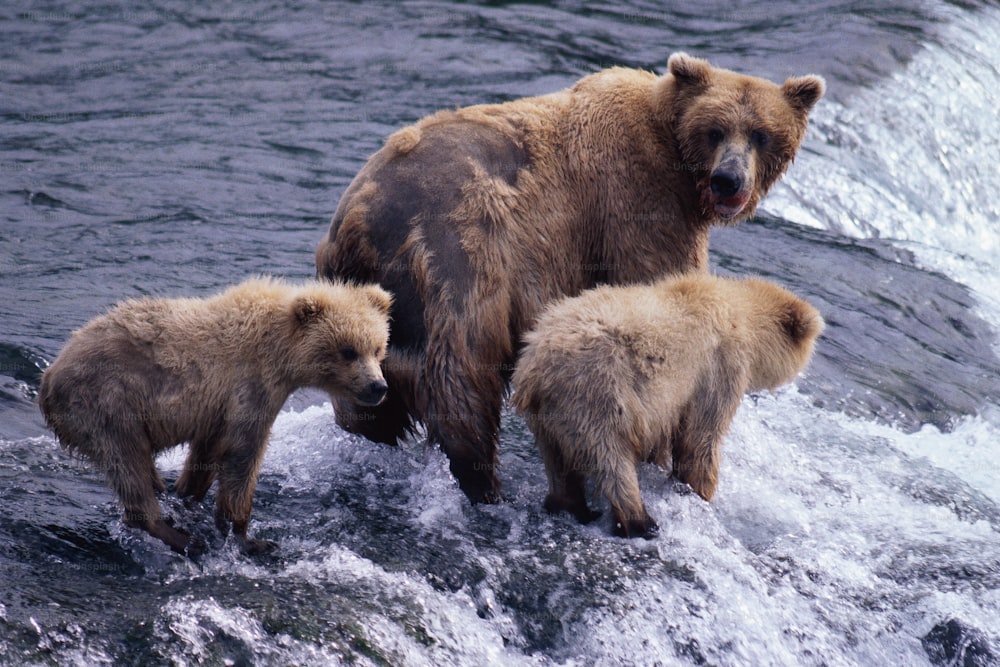 a mother bear and two cubs standing in the water