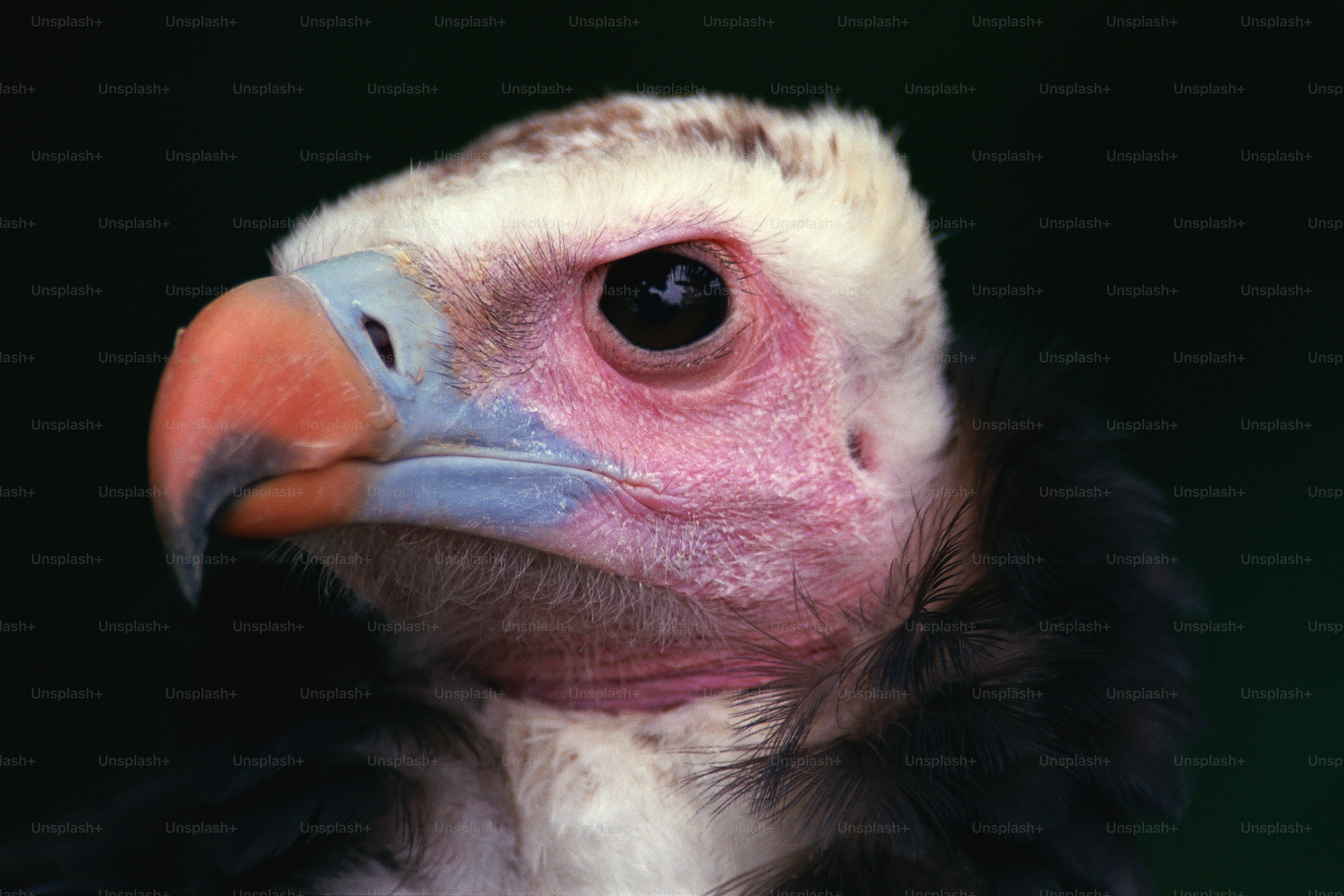 a close up of a bird with a black background