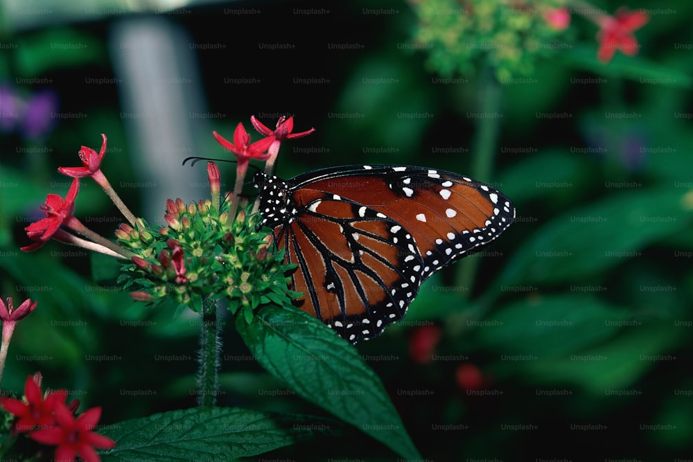 Gros plan d’un papillon sur une fleur