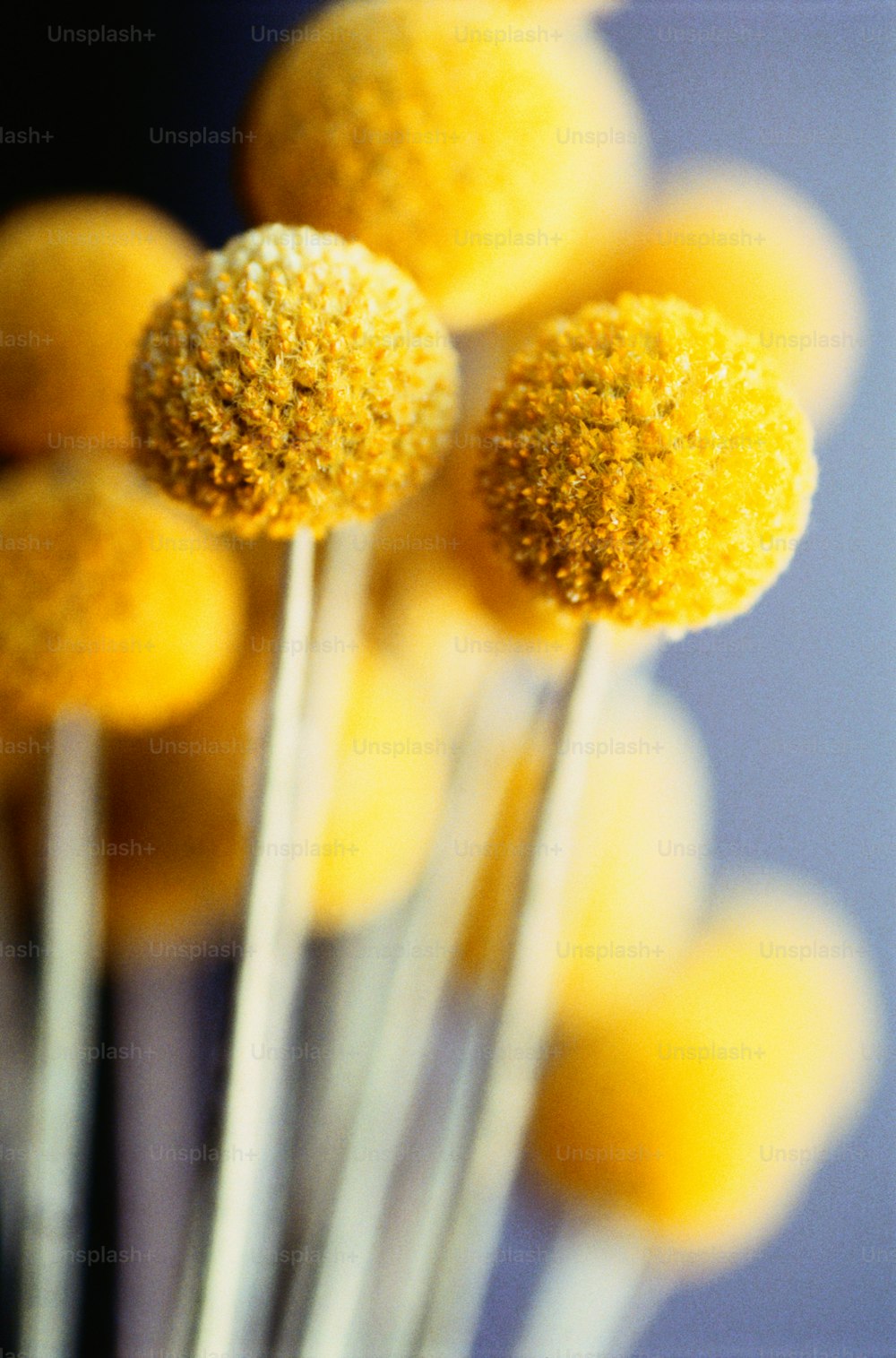 a bunch of yellow cake pops sitting on top of each other