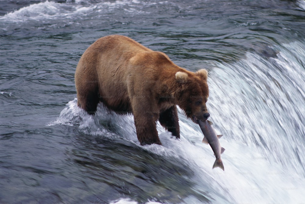 Un oso pardo está atrapando un pez en el agua