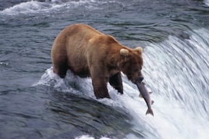 a brown bear is catching a fish in the water