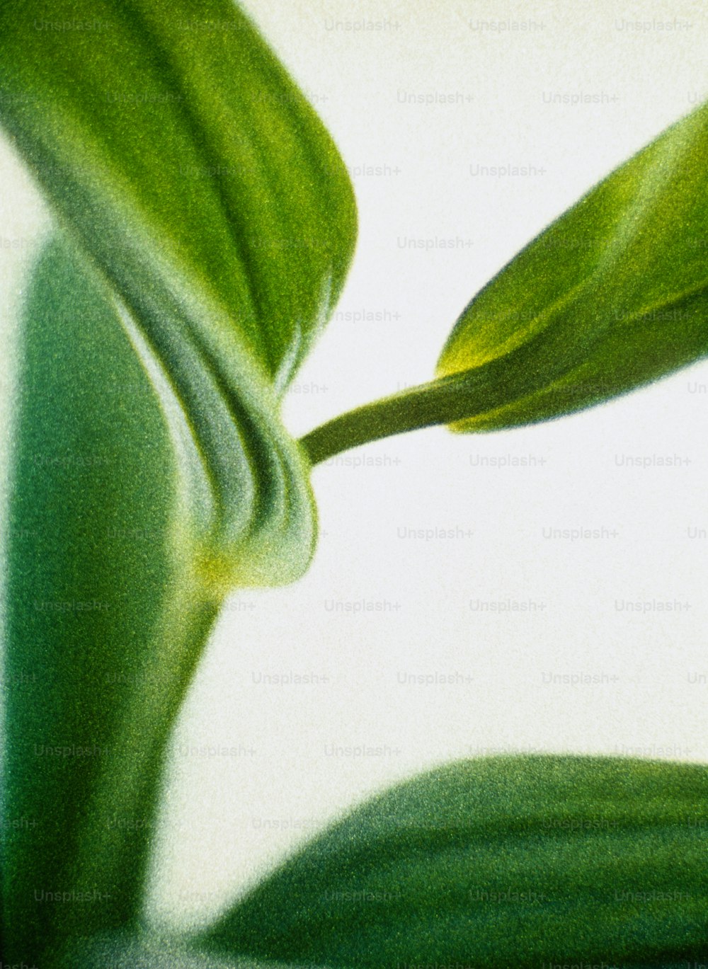 a close up of a green leaf on a white background