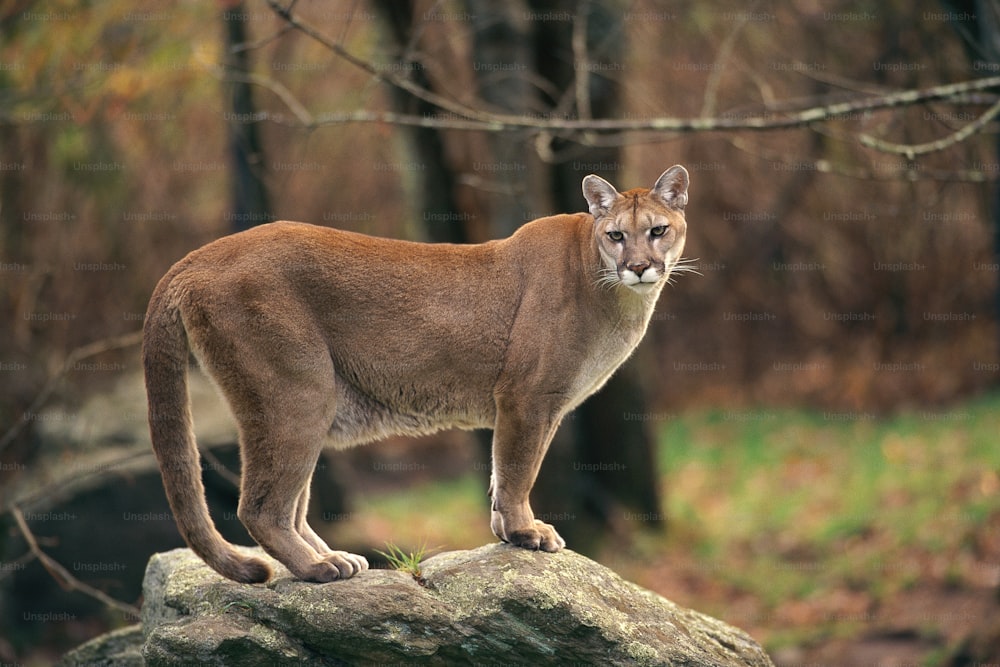 a mountain lion standing on top of a rock