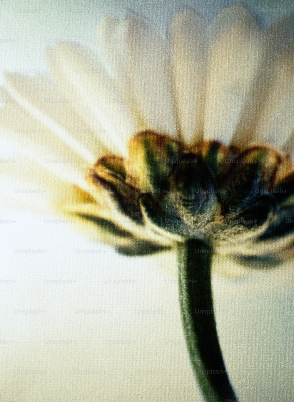 a close up of a white flower with a blurry background