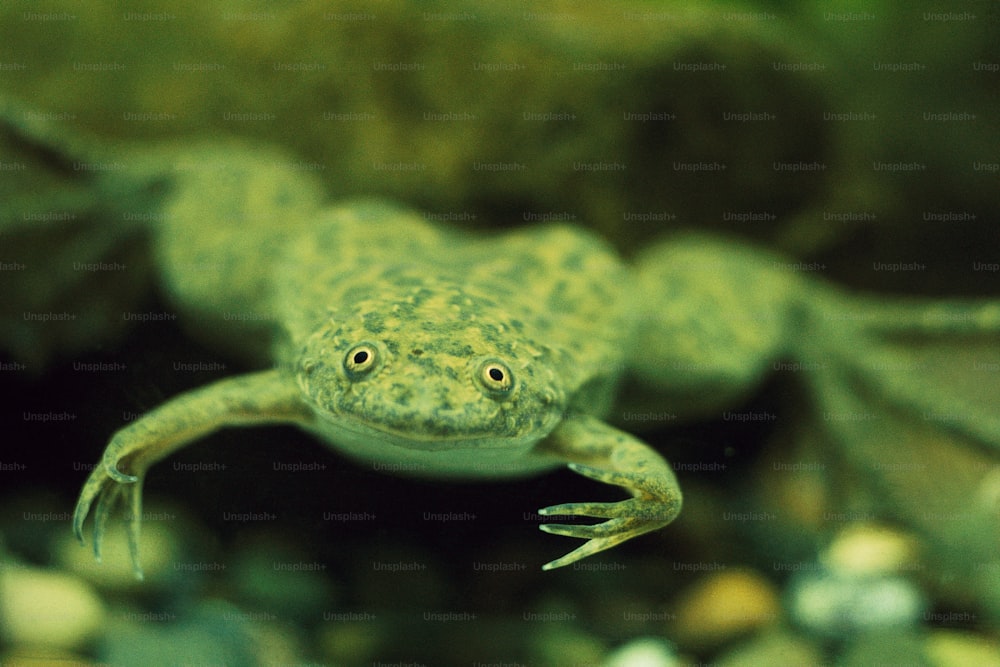 a close up of a frog in an aquarium