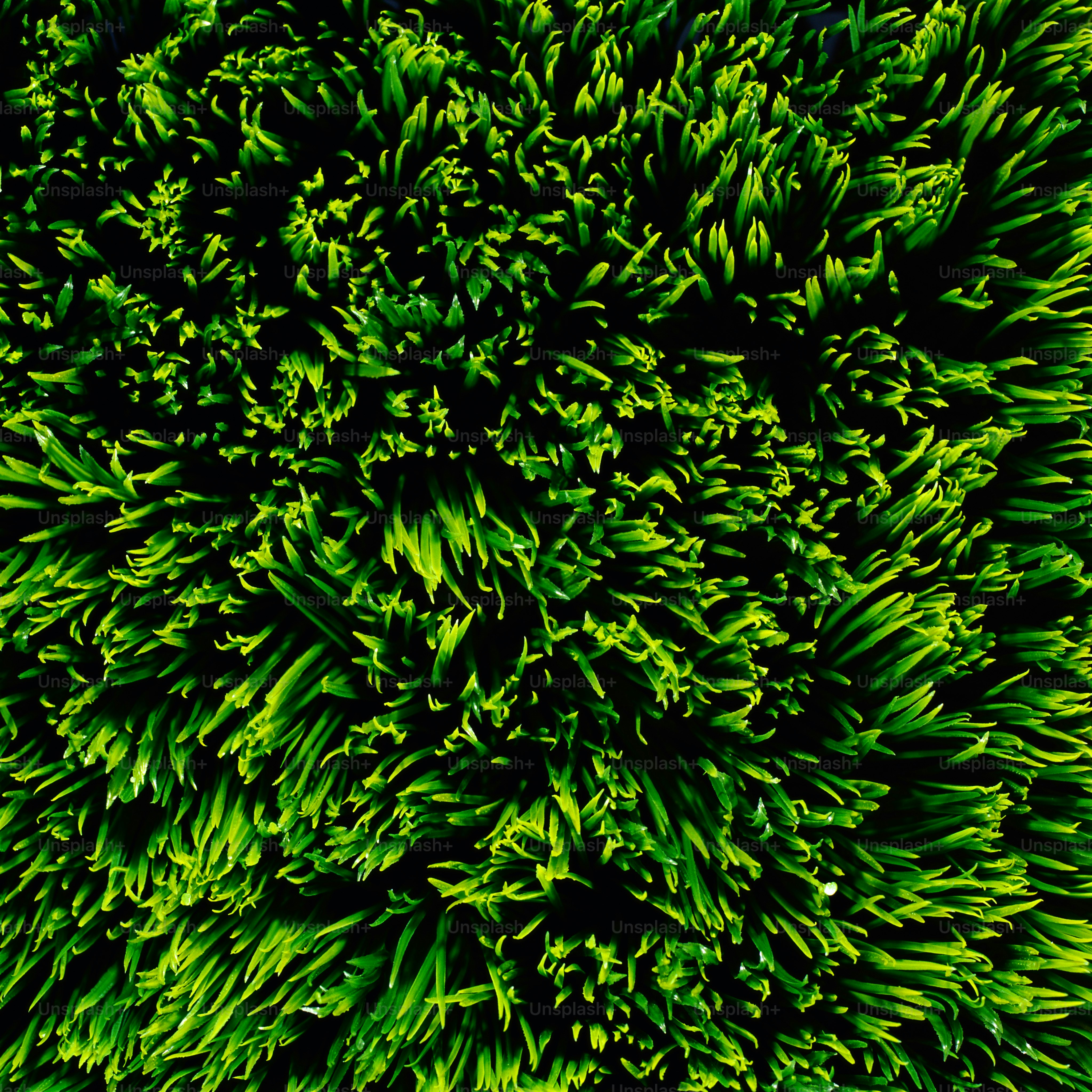 a close up view of a green plant