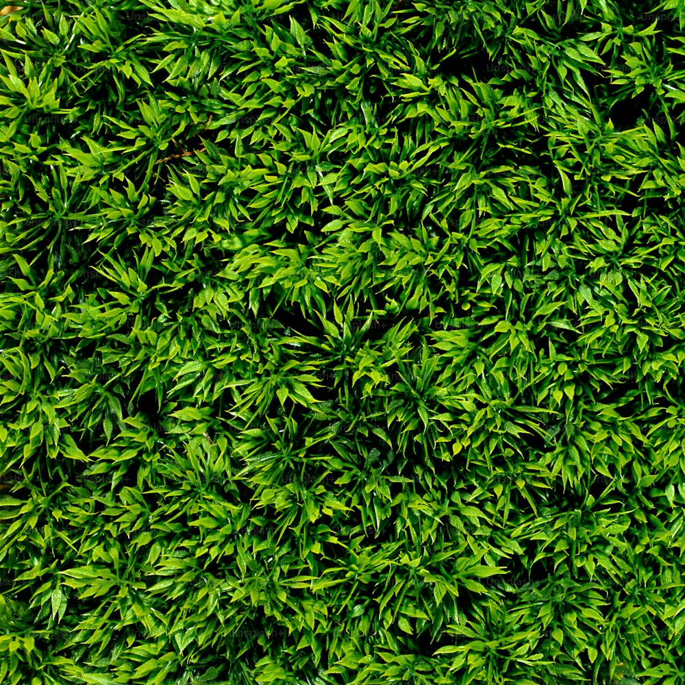 Un primo piano di una pianta verde con molte foglie