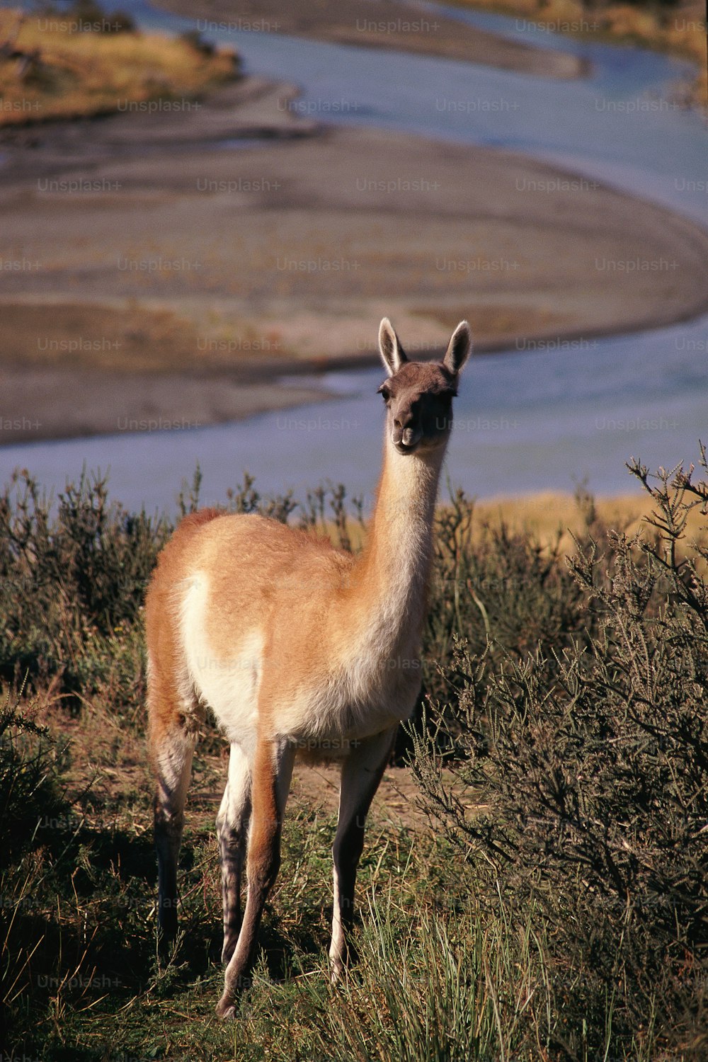 a llama standing in a field next to a river