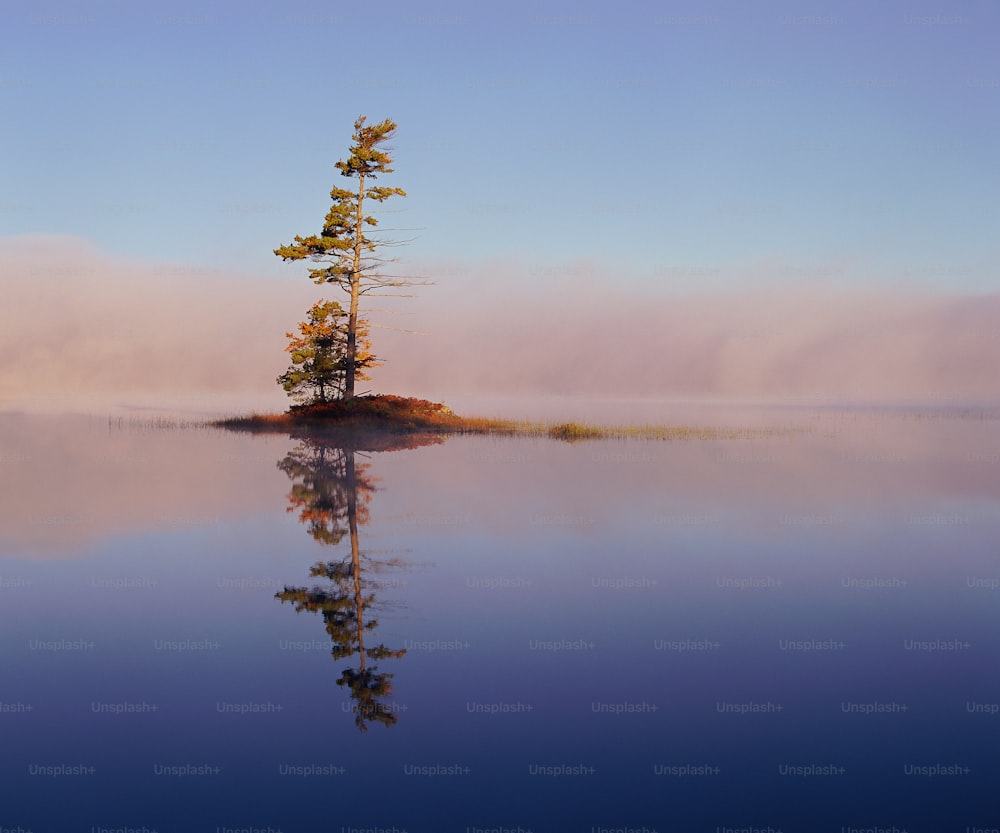 Un árbol solitario en una pequeña isla en medio de un lago